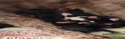 Mixed Breed dogs for sale: Cockapoo X Border Collie Puppies in Driffield - Advert 4