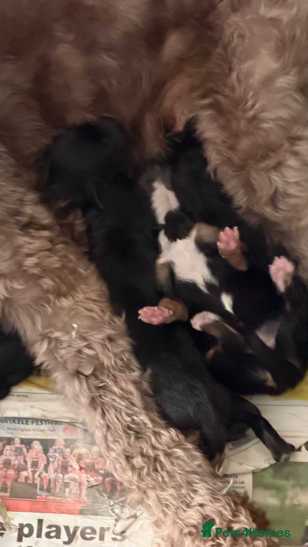 Mixed Breed dogs for sale: Cockapoo X Border Collie Puppies in Driffield - Advert 4