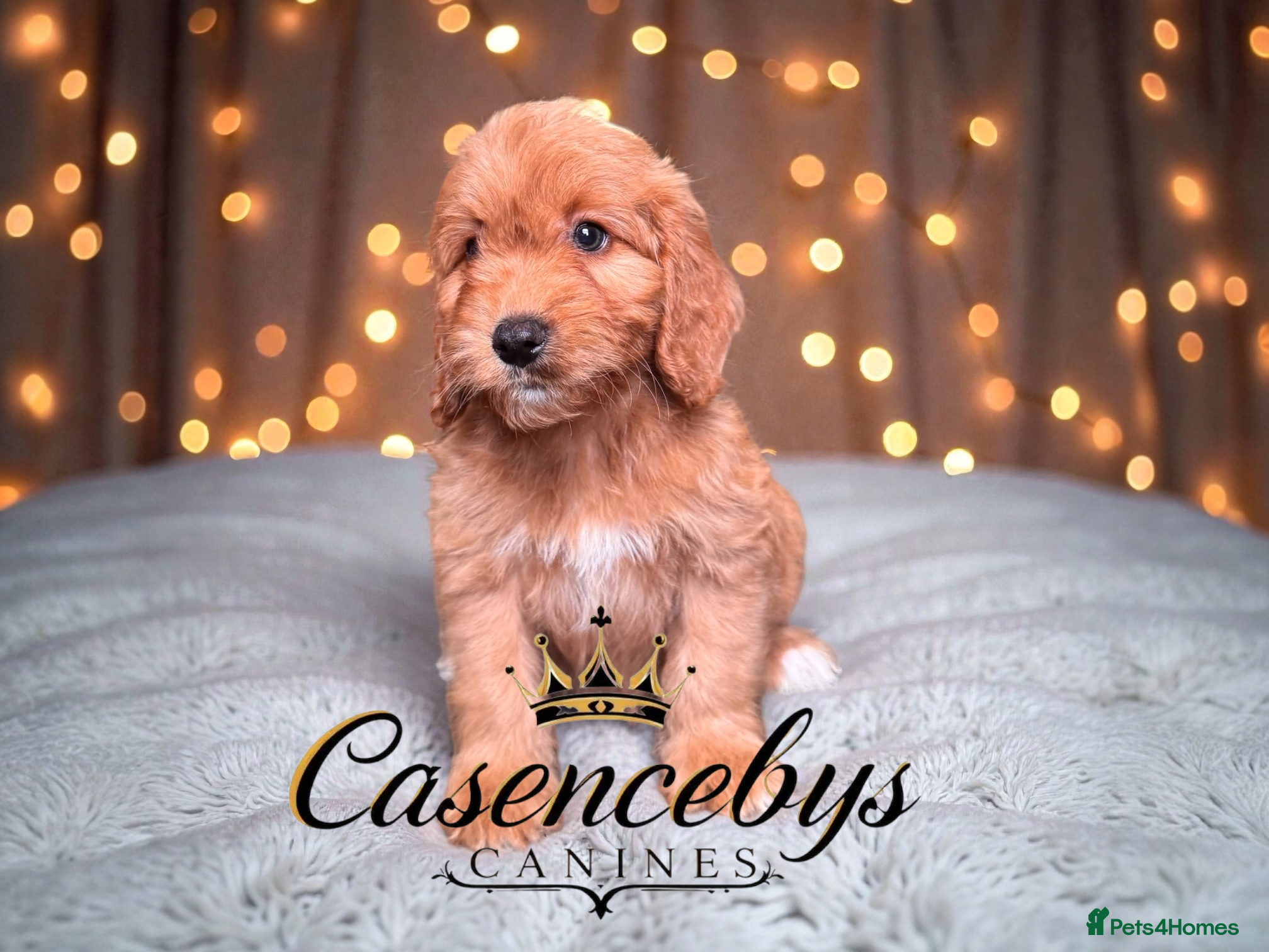 Cockapoo dogs 🐶THE MOST PERFECT DNA CLEAR MINI F1 COCKAPOOS🐶 - Advert 17