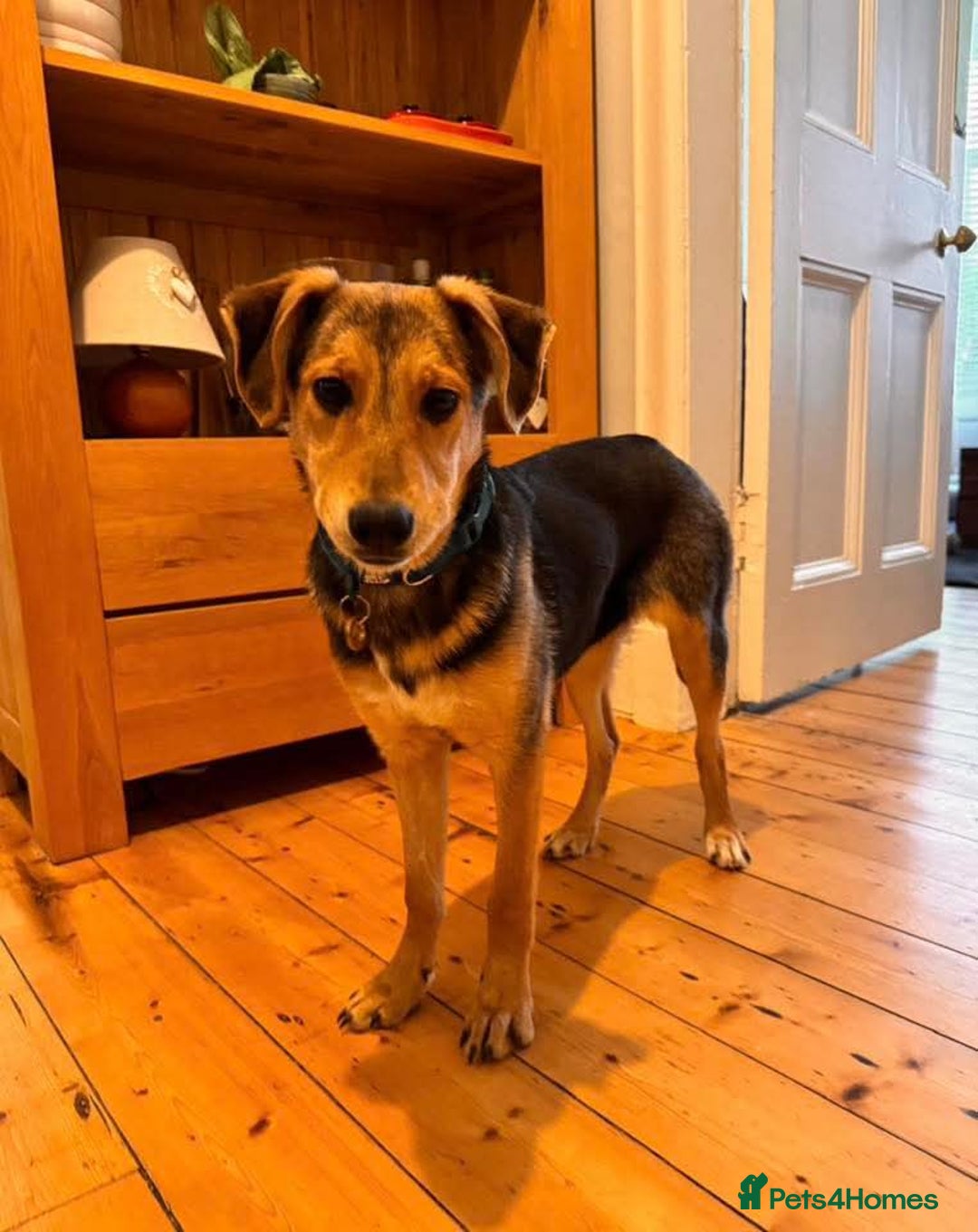 Mixed Breed dogs for adoption: Gorgeous girl Tinsel - Foster or Foster to Adopt  - Advert 1