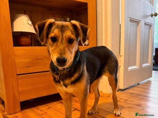 Mixed Breed dogs Gorgeous girl Tinsel - Foster or Foster to Adopt - Advert 1