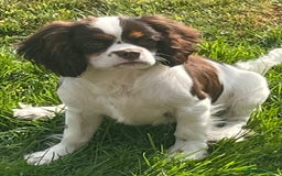 Cavalier King Charles Spaniel dogs for sale: Chocolate tri cavalier king charles - Image 4