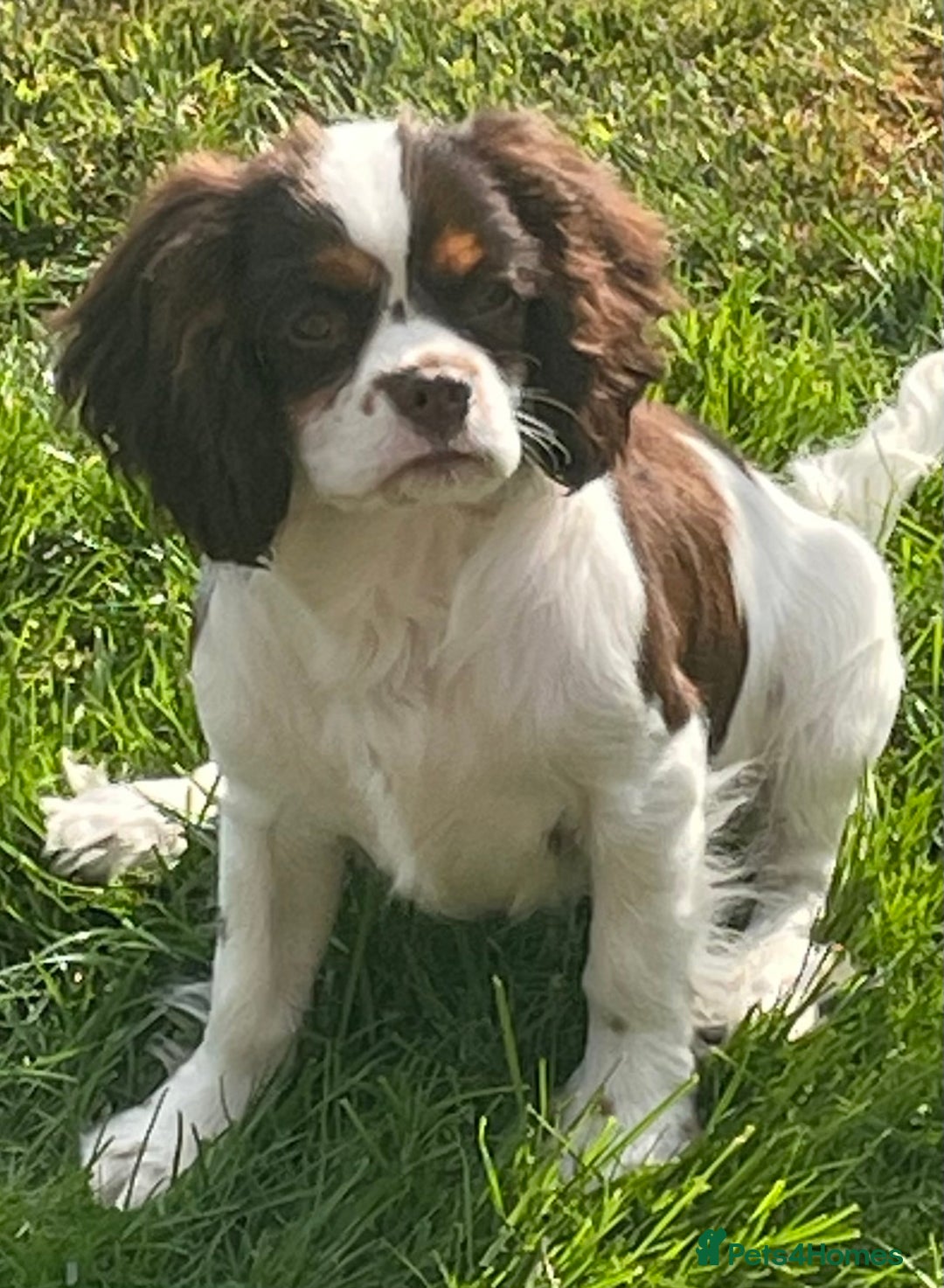 Cavalier King Charles Spaniel dogs for sale: Chocolate tri cavalier king charles - Image 4