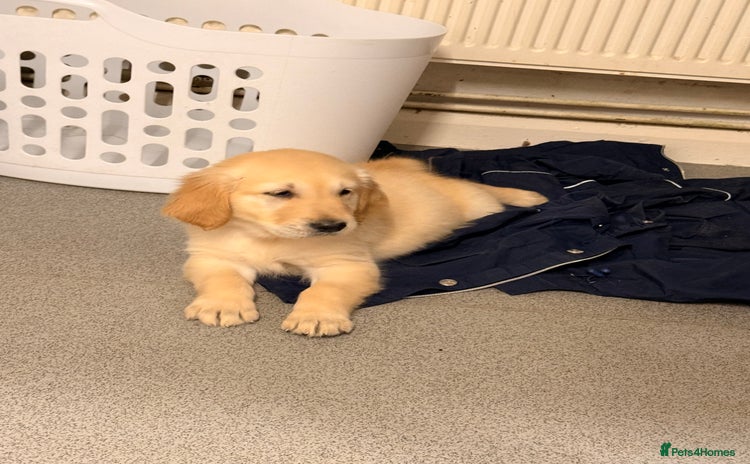 Golden Retriever dogs KC Reg Gold & Fox Red Golden Retriever puppies  - Advert 14