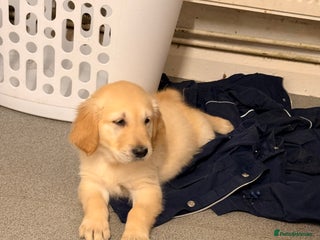 Golden Retriever dogs KC Reg Gold & Fox Red Golden Retriever puppies - Advert 12