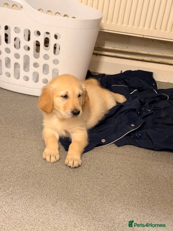 Golden Retriever dogs KC Reg Gold & Fox Red Golden Retriever puppies - Advert 14