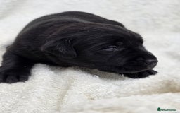 Labrador Retriever dogs for sale: 🐾 Adorable Black Labrador Puppies Ready Soon 🖤🐾 - Image 22
