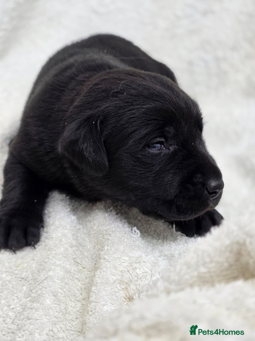 Labrador Retriever dogs for sale: 🐾 Adorable Black Labrador Puppies Ready Soon 🖤🐾 - Image 22