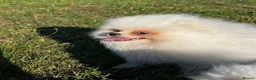 Pomeranian dogs for sale:     Luxury White Pomeranian Puppies  - Advert 16