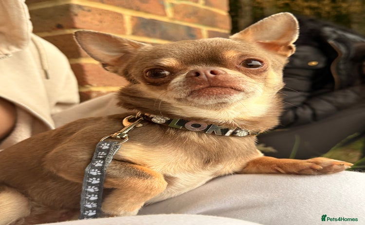 Chihuahua dogs - Advert 1