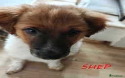 Jack Russell dogs for sale: JACK RUSSEL X PUPPIES ONLY 1 LEFT - Image 12