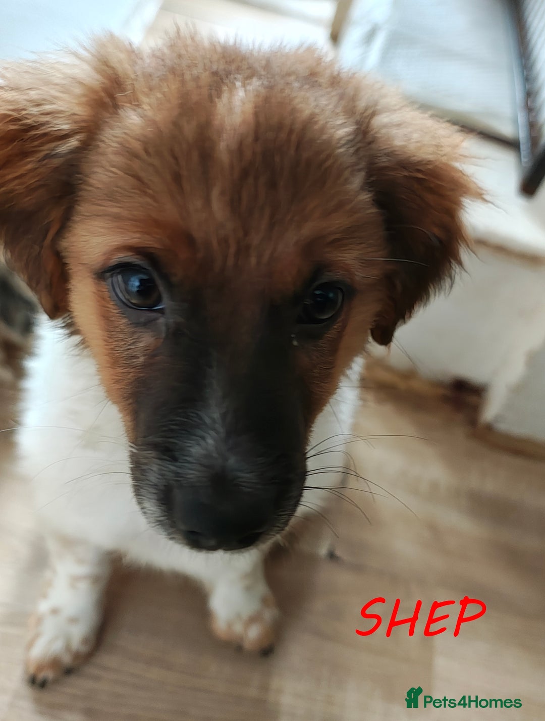 Jack Russell dogs for sale: JACK RUSSEL X PUPPIES ONLY 1 LEFT - Image 12