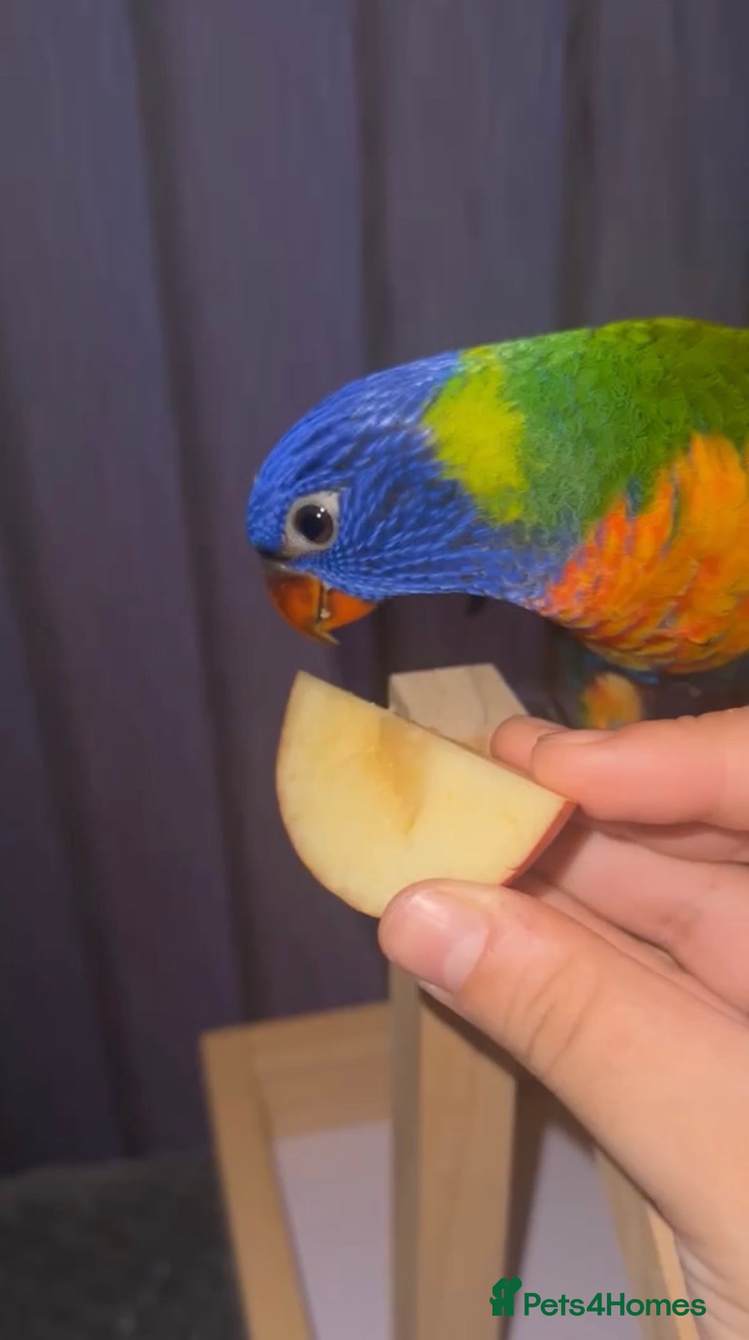 Lorikeets birds for sale: Extremely Tame Cuddly Baby Lorikeet  - Advert 2