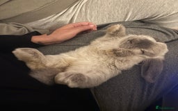 Mini Lop rabbits for sale: House trained female mini lop rabbit & full setup - Image 2