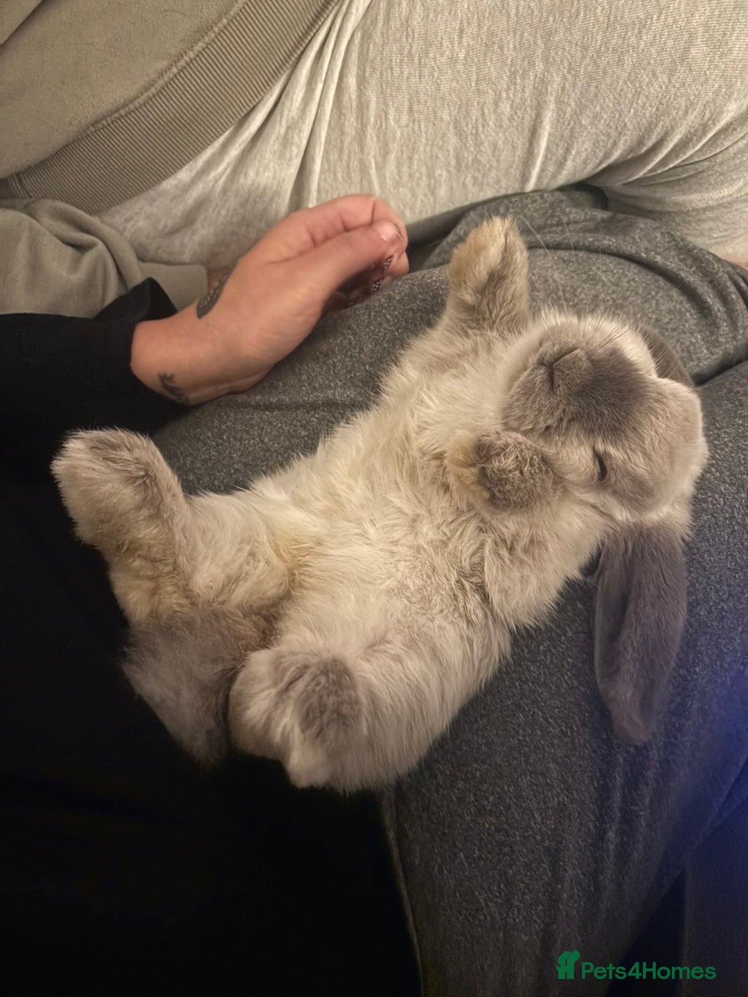 Mini Lop rabbits for sale: House trained female mini lop rabbit & full setup - Image 2