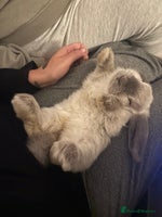 Mini Lop rabbits - Advert 3