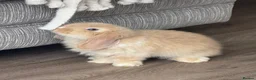 Mini Lop rabbits for sale: Mini Lop babies  - Advert 5