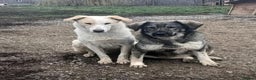 Mixed Breed dogs for adoption: Lola - Norwich Norfolk  - Advert 12