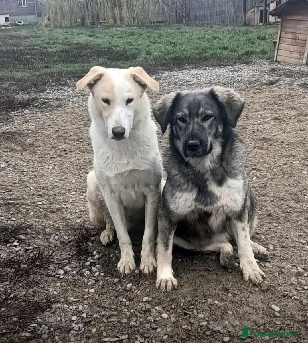 Mixed Breed dogs for adoption: Lola - Norwich Norfolk  - Advert 12