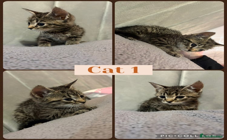 Mixed Breed cats - Advert 3