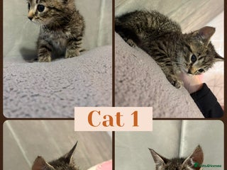 Mixed Breed cats for sale - Advert 1