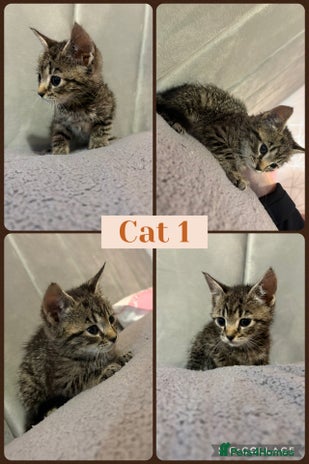 Mixed Breed cats - Advert 1