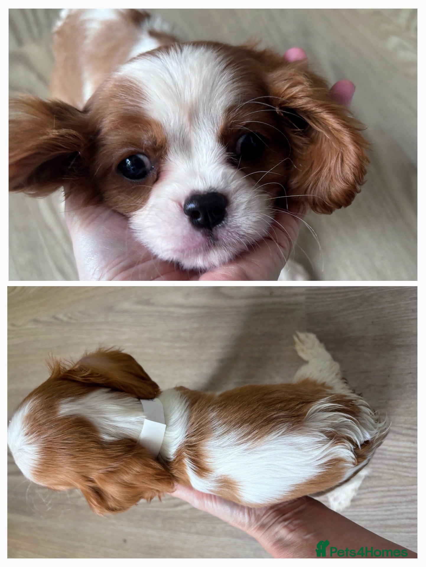 Cavalier King Charles Spaniel dogs Cavalier king charles boys and girls - Advert 9