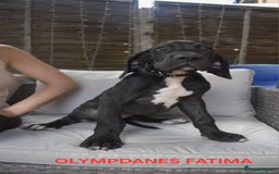 Great Dane dogs for sale: Great danes puppies KC ready!!! in Bathgate - Image 40