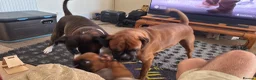 Boxer dogs for sale: charthaihen boxers - Advert 8