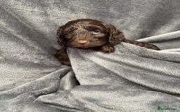 Cockapoo dogs for sale: STUNNING F1 Show Cockapoo Puppies  - Image 7