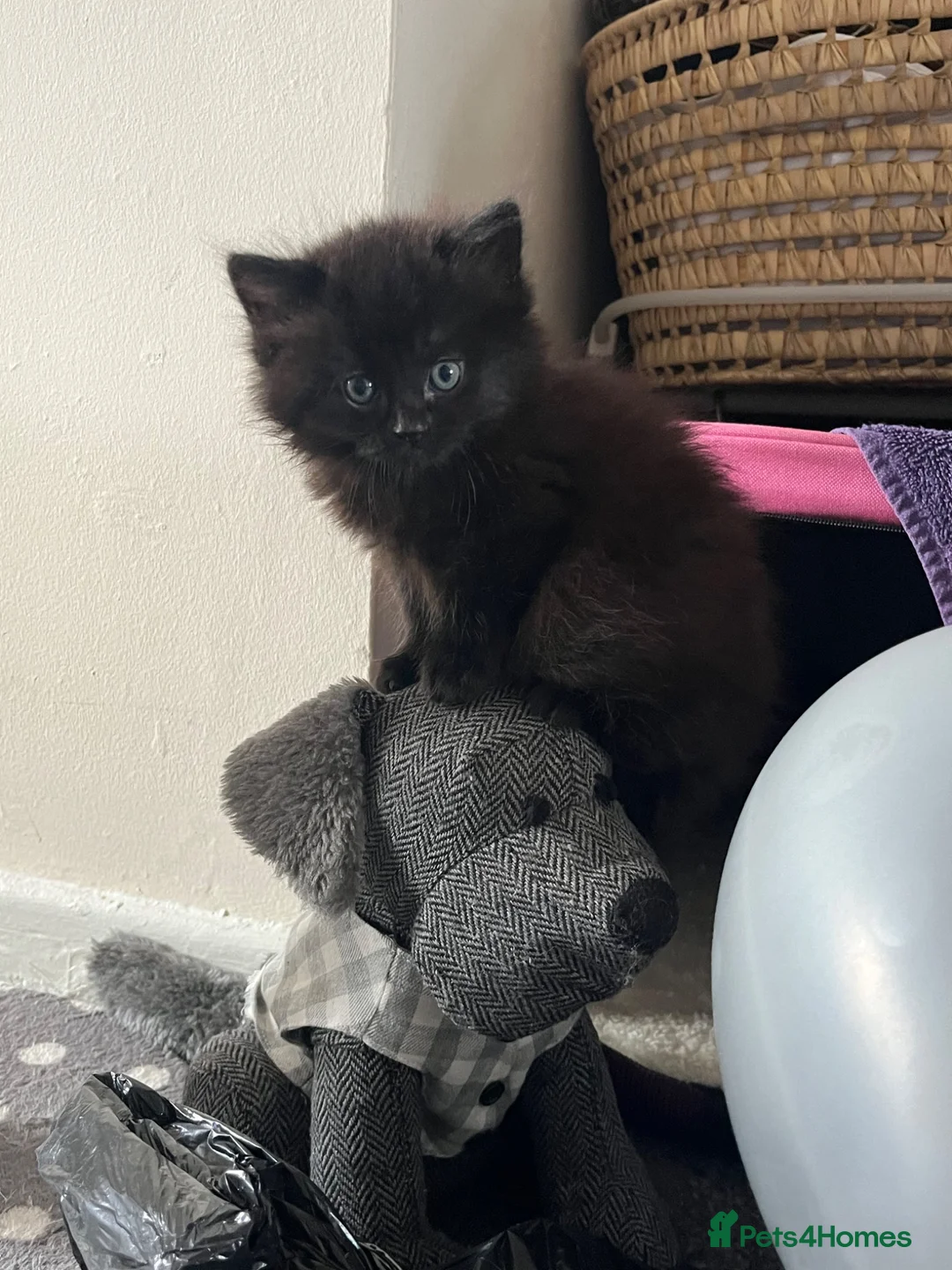 Mixed Breed cats for sale: Fluffy kittens super friendly  - Advert 2