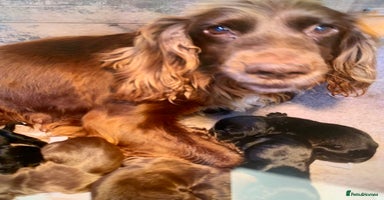 Cocker Spaniel dogs - Advert 1