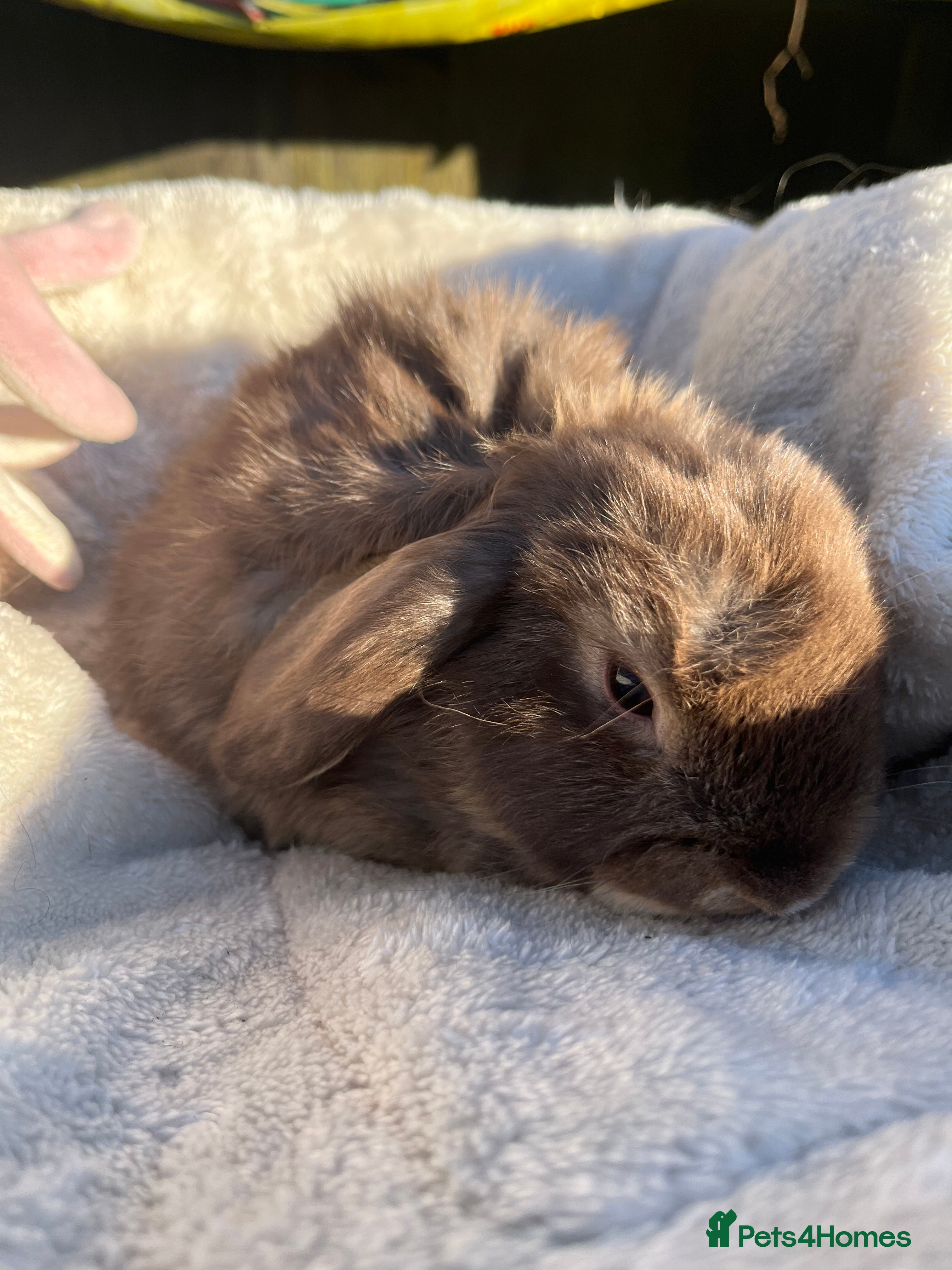 Mini Lop rabbits Gorgeous mini lops  - Advert 2