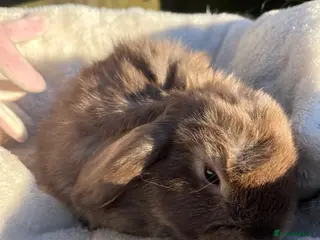 Mini Lop rabbits Gorgeous mini lops - Advert 2