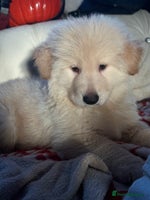 German Shepherd dogs German shepard pups white boy blue girl - Advert 5