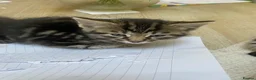 Bengal cats for sale: Bengal x kittens - Advert 13
