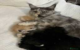 Maine Coon cats for sale: Maine coon x kittens  - Advert 1