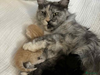 Maine Coon cats Maine coon x kittens - Advert 1