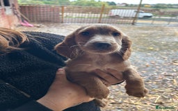 Cocker Spaniel dogs for sale: Beautiful cocker spaniel puppies❤️ - Image 9