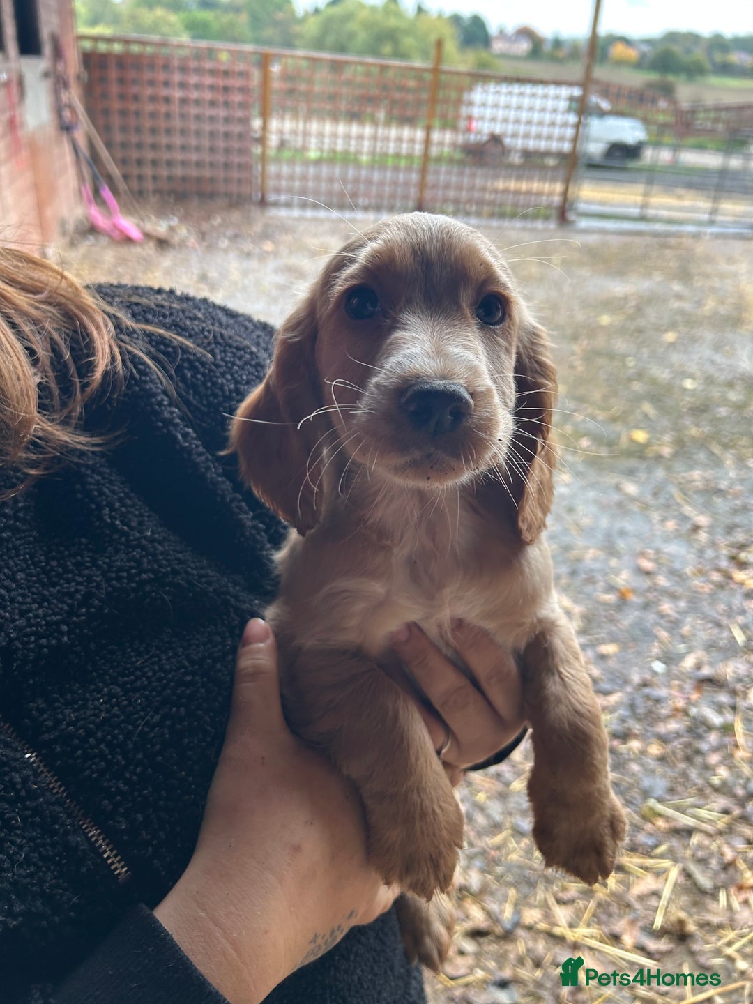 Cocker Spaniel dogs for sale: Beautiful cocker spaniel puppies❤️ - Image 9