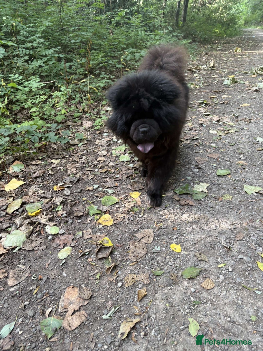 Chow Chow dogs for stud: CHUNKY CHOW KC PABLO - Image 2