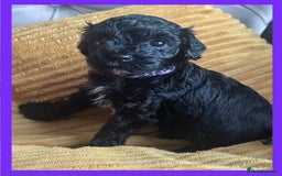 Cavapoo dogs for sale: F1 TOY CAVAPOOS ‘ONYX’ HEALTH TESTED - Image 5