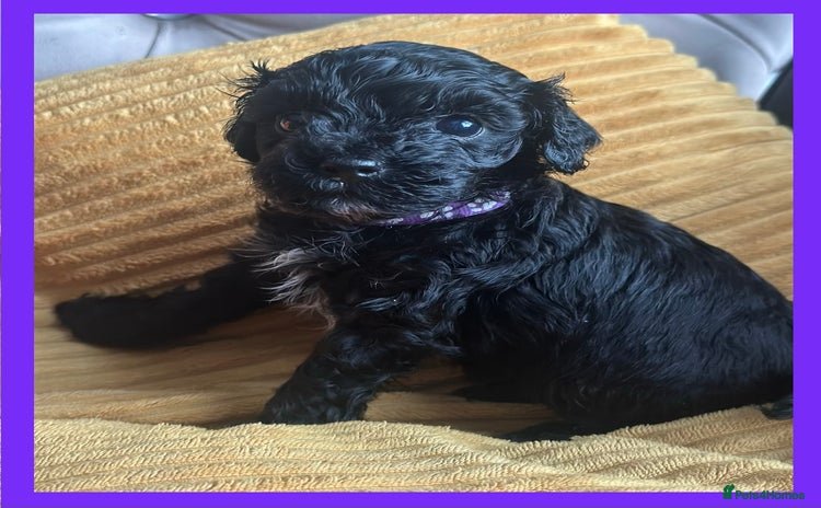 Cavapoo dogs - Advert 16