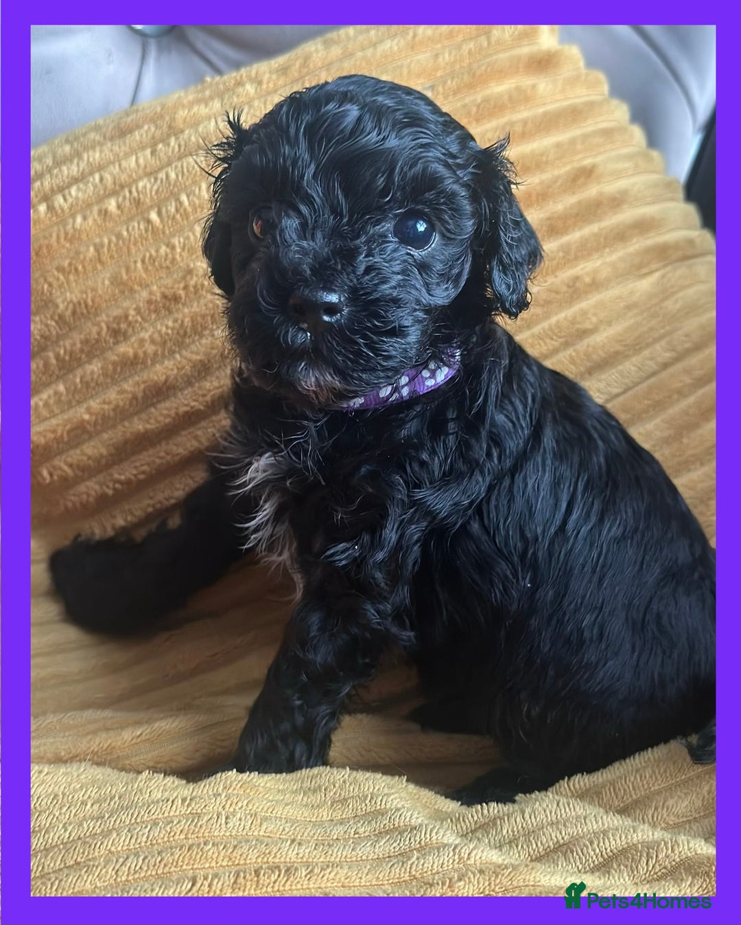 Cavapoo dogs for sale: F1 TOY CAVAPOOS ‘ONYX’ HEALTH TESTED - Image 5