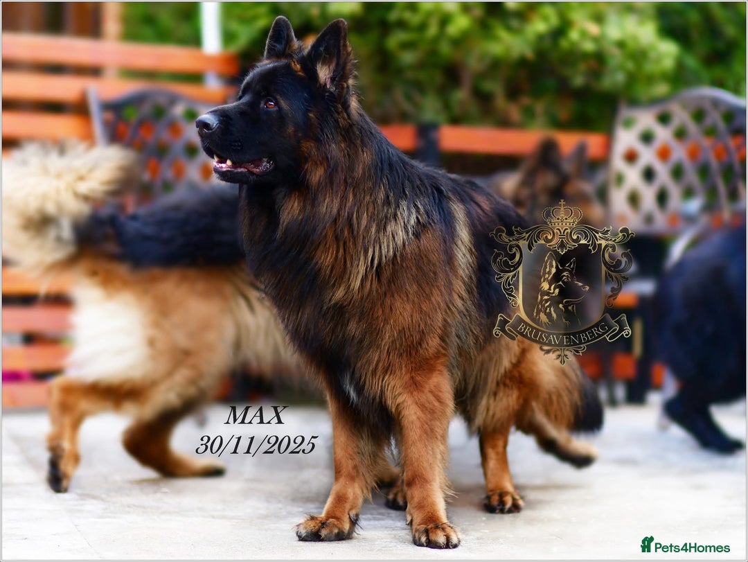 German Shepherd dogs for sale: PREGNANCY CONFIRMED * LITTER DUE 19/20 Jan - Advert 7