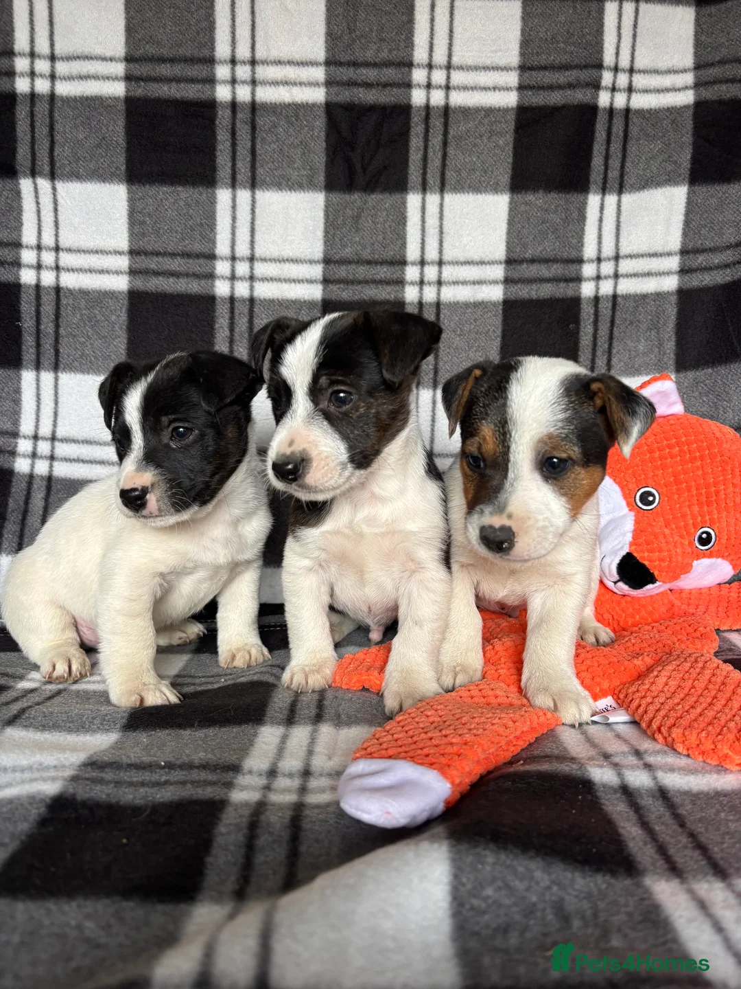 Jack Russell dogs for sale: Beautiful mixed litter in Sittingbourne - Advert 1
