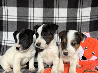 Jack Russell dogs Beautiful mixed litter in Sittingbourne - Advert 9