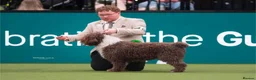 Spanish Water Dog dogs for sale: Spanish water dog  - Advert 17