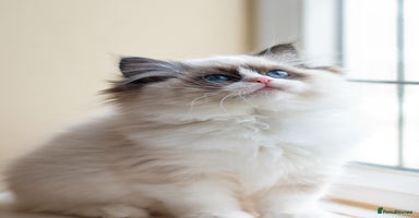 Ragdoll cats - Advert 15