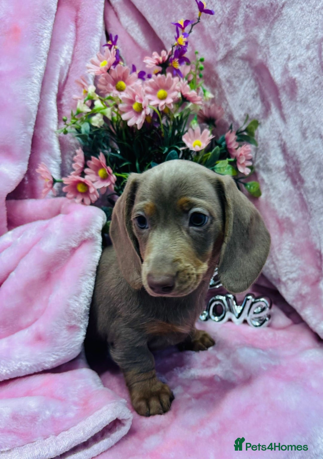 Miniature Dachshund dogs for sale: Miniature dachshunds - Advert 34